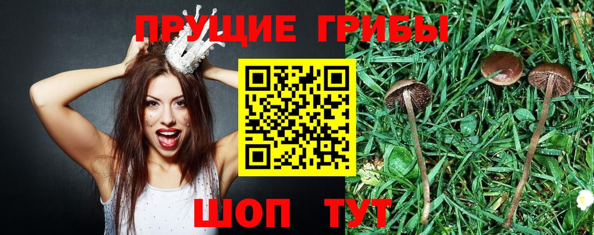 даркнет сайт  Вход с VPN  Унеча  Псилоцибиновые грибы Psilocybe 